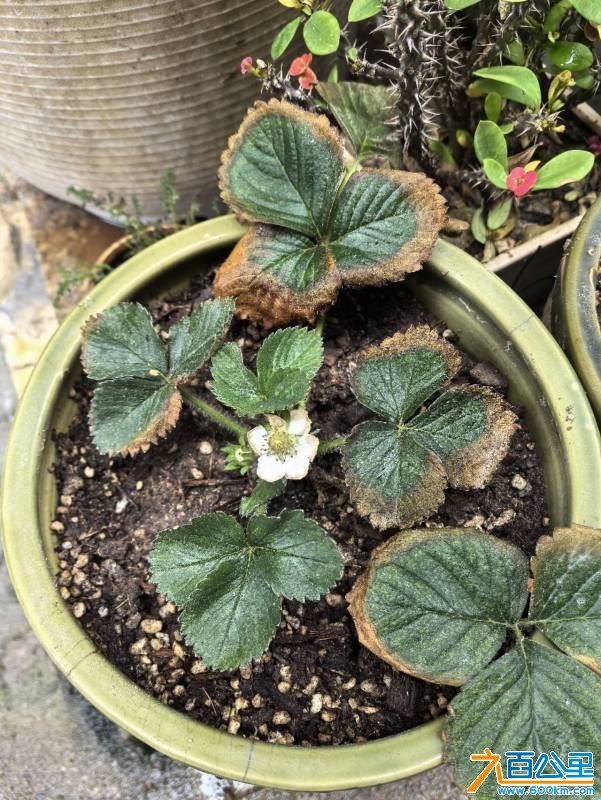 wechat_upload177415988069bf8808a00d7