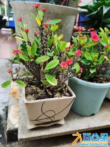 wechat_upload177415991669bf882c1ecc6