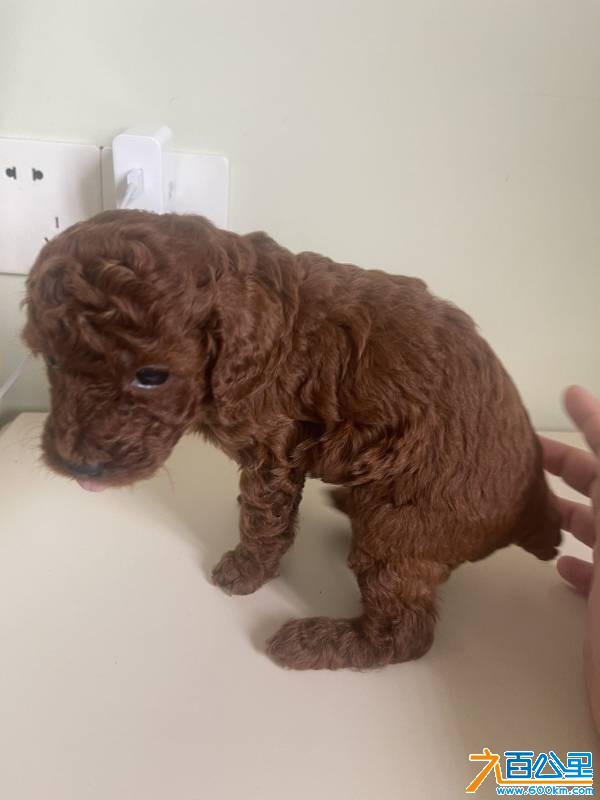 wechat_upload177460971669c66534033b7