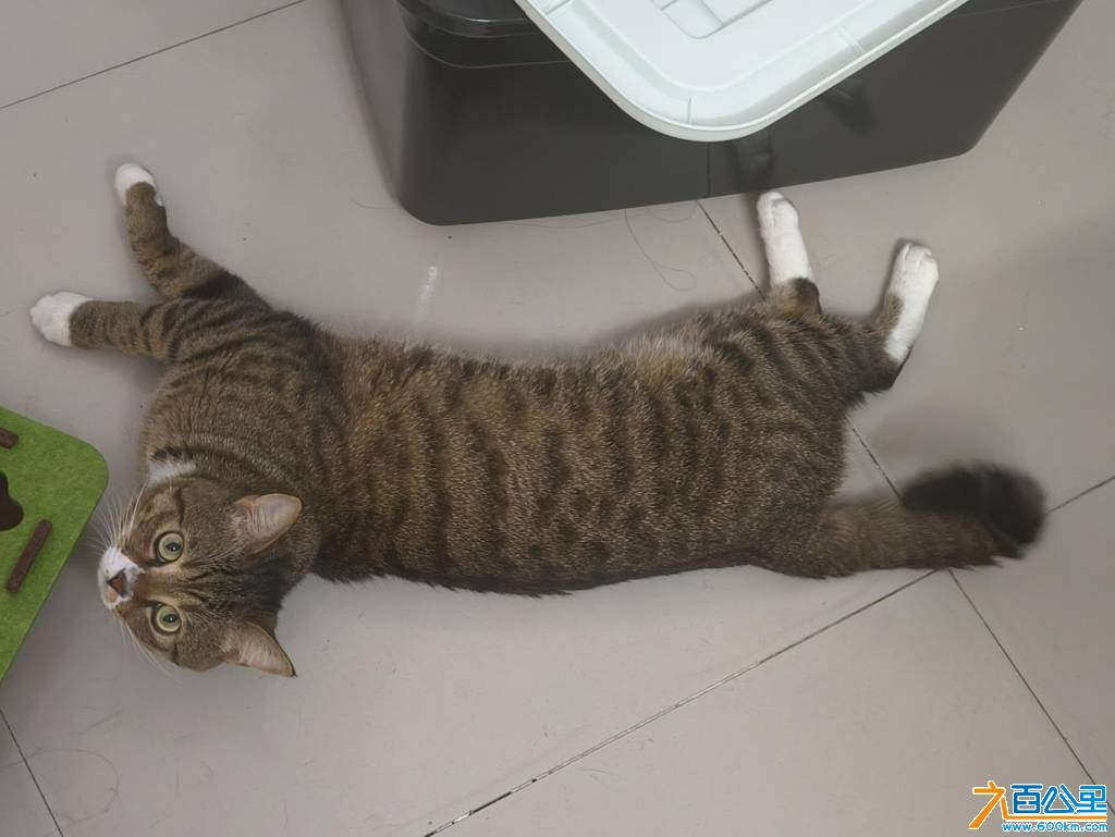 wechat_upload177565434869d655ccdf809