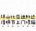 坪山比亚迪、锦龙附近清明节假期有需要喂猫的吗？